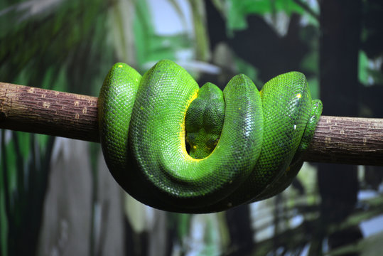 Green Tree Python