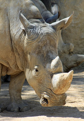 Fototapeta premium Rhinocéros, Zoo de Paris Vincennes
