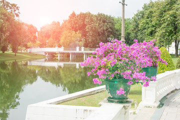 garden and light flare