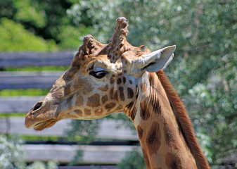 Obraz premium Girafe, Zoo de Paris Vincennes