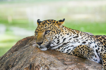 Leopard lying on rock