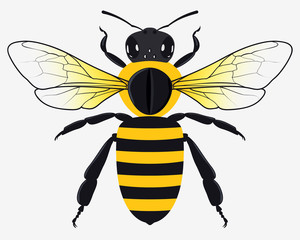 Detailed Honey Bee Vector Illustration
