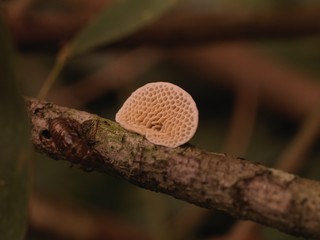 Fungus on Branch