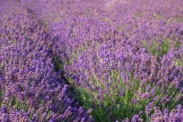 Fototapeta na wymiar Beautiful Lavender Field, Male Levare- Slovakia, Europe- JULY.6.2017