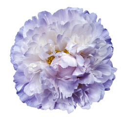Peony flower white-blue on a white isolated background with clipping path. Nature. Closeup no shadows. Garden flower.