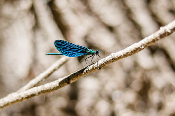 Beatiful Demoiselle - Calopteryx virgo