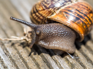 Schnecke Makro