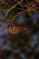 Monarch Butterflies on twig
