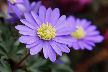 Windr&ouml;schen Bl&uuml;ten  (Anemone) 