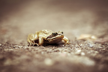Moorfrosch auf einem Waldweg - Rana arvalis - Makroaufnahme - Frontansicht mit weichem Bokeh