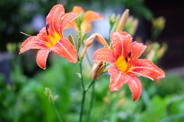 Beautiful coral lily after the rain with drops