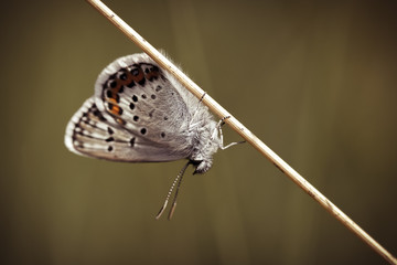 Gemeiner Bläuling in der typischen Ruhehaltung - Makroaufnahme - Vintage-Look mit weichem Bokeh