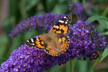 Bunter Schmetterling auf lila Flieder