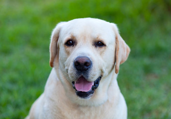 Beautigul Yellow Golden Labrador