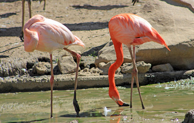 Flamants roses, Zoo de Paris Vincennes