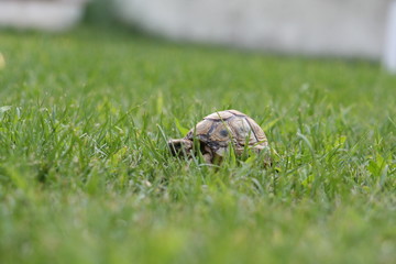 Tortue dans l'herbe