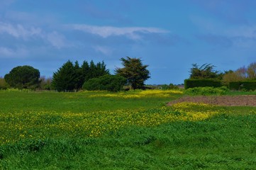 paysage verdoyant/ jardins de Chassiron sur l'île d'Oléron(17)