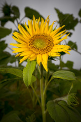 Yellow sunflower in a wild field.