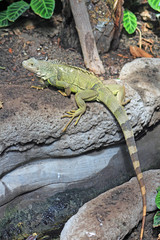 Iguane, Zoo de Paris Vincennes