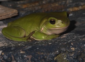 Green Tree Frog