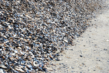 Texture of small shells