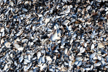 Texture of small shells