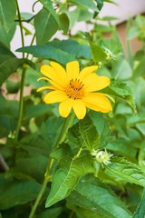 Black eyed Susan Macro in summer