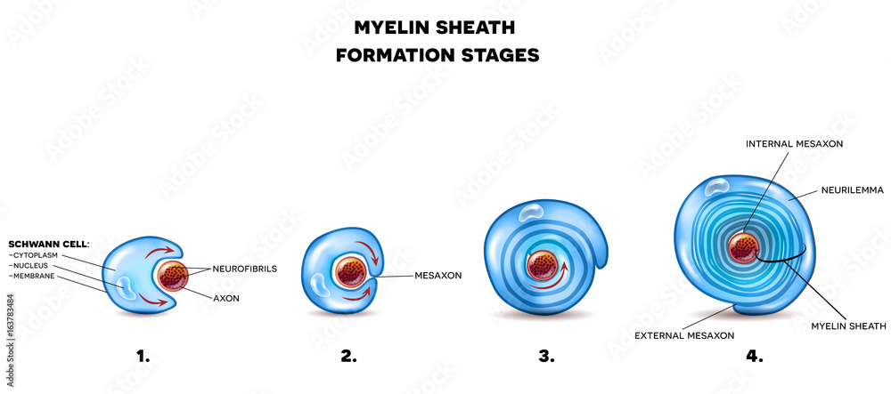 Wall mural Myelin sheath of the neuron