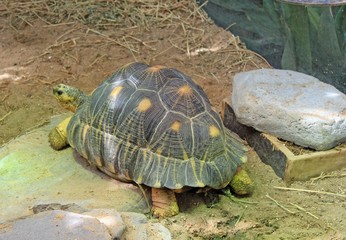 Tortues,Zoo de Paris Vincennes