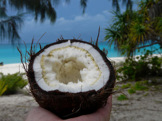 Noix de coco germée sur la plage de Mouli, île Ouvéa, Nouvelle-Calédonie