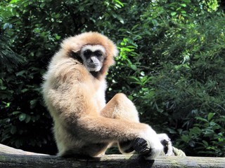 Femelle singe gibbon