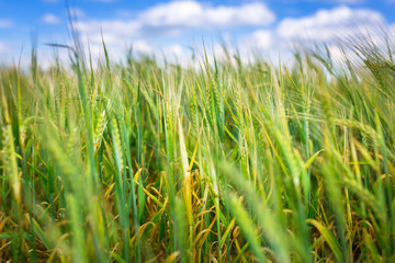 Growing green field of wheat on the meadow, Poland