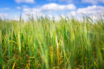 Growing green field of wheat on the meadow, Poland