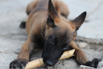 Chiot 