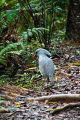 Rencontre avec un cagou dans le Parc des grandes fougères (Nouvelle Calédonie)