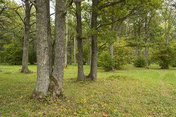 Wooded meadows of Nadrema (Estonia)