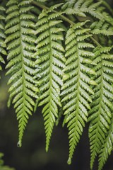 Farn, Nahaufnahme, Chaiten, Chile