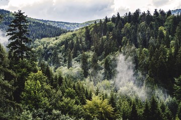 Thüringer Wald,Thüringen,Deutschland