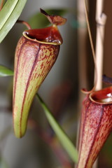 a carnivorus plant - Nepenthes mirabilis tenuis