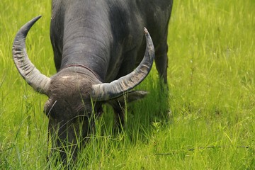 Buffalo is a four-foot animal that feeds on milk. Have a long time to eat grass. I like to live...