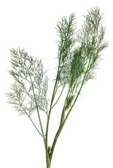 green isolated lush dill branch