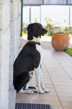 Black dog, isolated background.