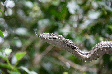 Naklejka premium Rencontre avec un serpent aux îles Whitsundays (Australie)