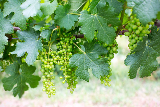 Grappes de raisins