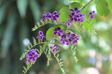 Duranta repens many beautiful purple flowers in the garden.
