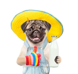 Funny puppy farmer with bottle of milk showing thumbs up. isolated on white background