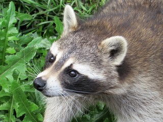 Tête de raton laveur