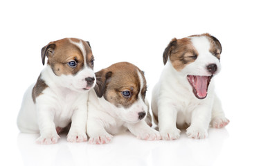 Group of puppies Jack Russell sit in a row. isolated on white background
