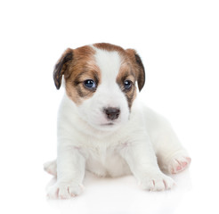 Puppy Jack russell looking at camera. isolated on white background