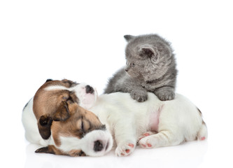 Kitten and a sleeping puppies Jack Russell. isolated on white background
